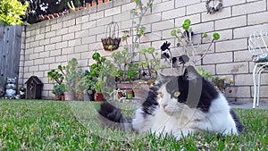 Cat Uninterested in Camera with Succulents in Backround in Camarillo Backyard photo