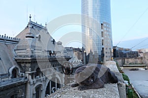 Cat up on a building roof