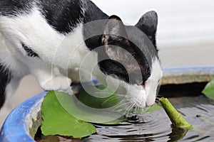Cat use tongue Drink water