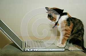 Cat using the computer photo