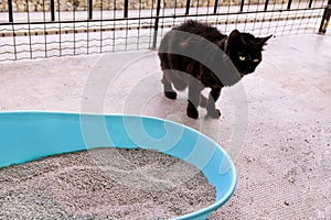 Cat using toilet, cat in litter box, for pooping or urinate, pooping in clean sand toilet. photo