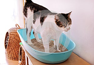 Cat using toilet, cat in litter box, for pooping or urinate, pooping in clean sand toilet. Cleaning cat litter box.