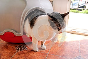 Cat using toilet, cat in litter box, for pooping or urinate, pooping in clean sand toilet. Cleaning cat litter box.