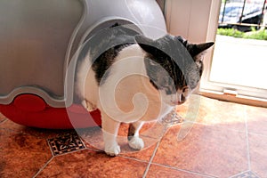 Cat using toilet, cat in litter box, for pooping or urinate, pooping in clean sand toilet. Cleaning cat litter box. photo