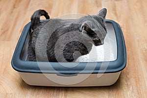Cat using toilet, cat in litter box, for pooping or urinate, pooping in clean sand toilet. Grey cat breed Russian Blue.