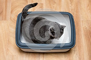 Cat using toilet, cat in litter box, for pooping or urinate, pooping in clean sand toilet. Grey cat breed Russian Blue.