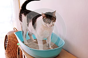 Cat using toilet, cat in litter box, for pooping or urinate, pooping in clean sand toilet. Cleaning cat litter box. photo