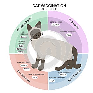 Cat vaccine schedule info-graphic illustration