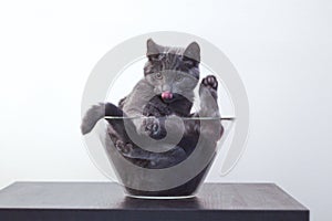 Cat in the vase from IKEA photo