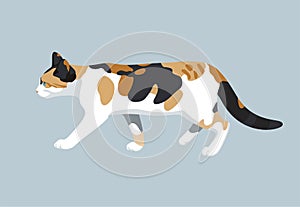 Cat vector color illustration kitty flat design