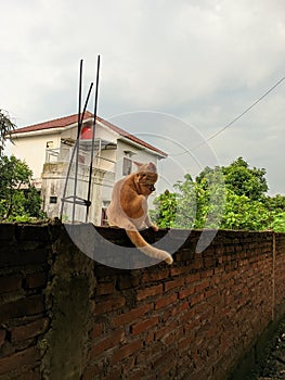 This cat is very cute, but this cat looks dashing