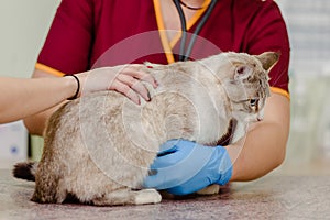 Cat in vet clinic