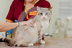 Cat in vet clinic