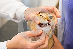 Cat at the veterinarian