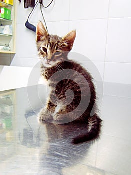 Cat in the veterinarian.