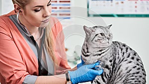 Cat in veterinarian`s hands