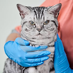 Cat in veterinarian`s hands