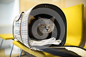 Cat in a veterinary clinic