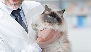 Cat at the veterinary clinic photo