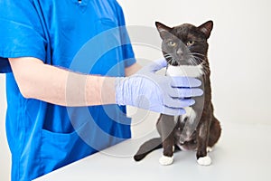 Cat in veterinary clinic. Doctor examining young cat