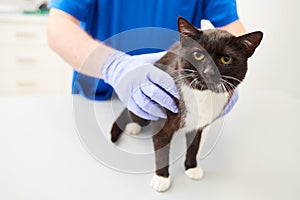 Cat in veterinary clinic. Doctor examining young cat