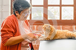 Cat with veterinary in clinic, a female veterinarian cutting nail of cat.