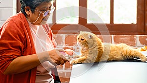 Cat with veterinary in clinic, a female veterinarian cutting nail of cat.