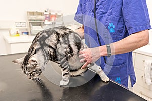 Cat in the veterinary practice is examined by the veterinarian