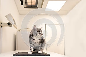 Cat in the veterinary practice. Vet is X-ray the animal