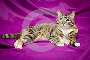 Cat on violet background