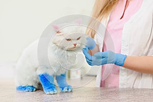 Cat visiting veterinarian
