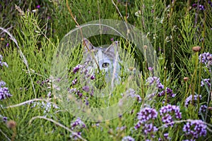 Cat on a voyage of discovery in a flower meadow on a summer day. Cat is hiding among the grass and looking at camera