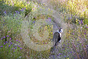 Cat on a voyage of discovery in a flower meadow on a summer day. Cat looking at camera