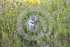 Cat on a voyage of discovery in a flower meadow on a summer day. Cat is sitting between the grass