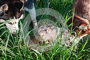 Cat vs dogs. Concept of hostility, unfriendly. Husky dogs attacked cute cat.