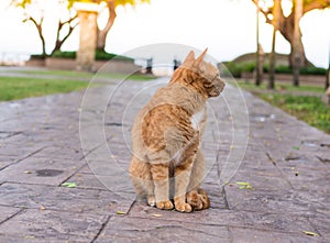 Cat wait for the owner.