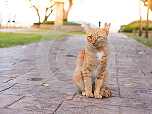 Cat wait for the owner