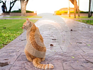 Cat wait for the owner