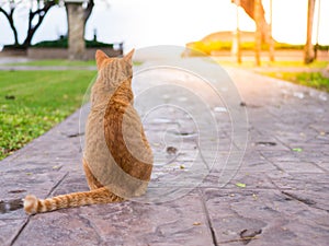 cat wait for the owner