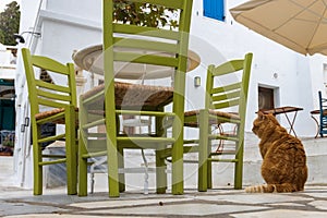 Cat is waiting in the empty restaurant in Pirgos on Tinos