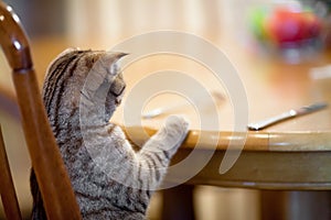 Cat waiting for food sitting like man at table