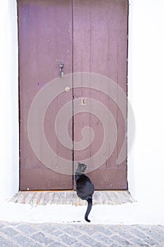 Cat waiting in front of closed wooden door looking up
