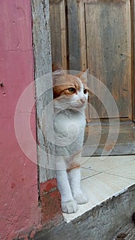 Cat waiting for mealtime between the doors of the house in the west answer area