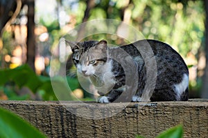 Cat waiting in the shade staring at her food