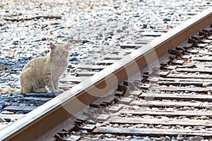 Cat Waiting for The Train