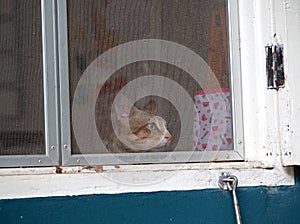 Cat Waiting at The Window and Misses Owner