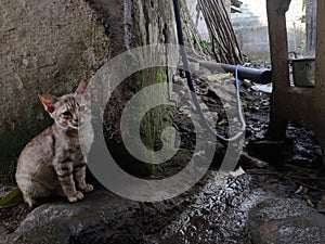 The cat waits for his playmate