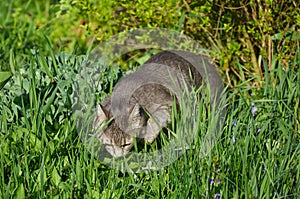 A cat on a walk in the marque sniffing the grass photo