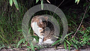 Cat on walk in park flea collar, ticks, protection, prevention of bites strikes