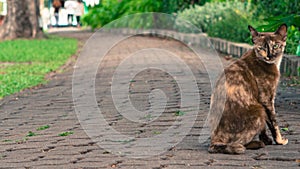 Cat on walk path in park